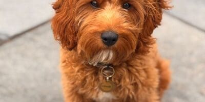 Welcome Vinnie - CTK's School Dog!