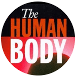 The Human Body The Human Body